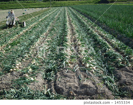 淡路洋蔥的收穫 1455334