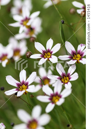 籃眼草 黃花庭菖蒲 野花 1455416