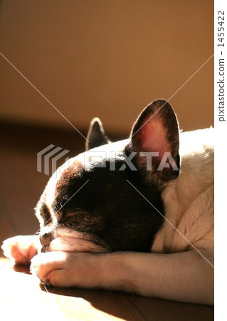 寵物狗賓果遊戲 1455422