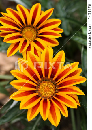 雜色菊屬植物 花朵 花 1455476