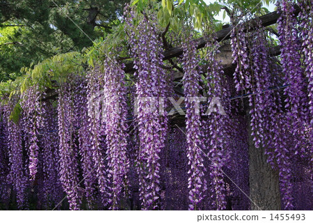 A wonderful wisteria A wonderful wisteria 1455493