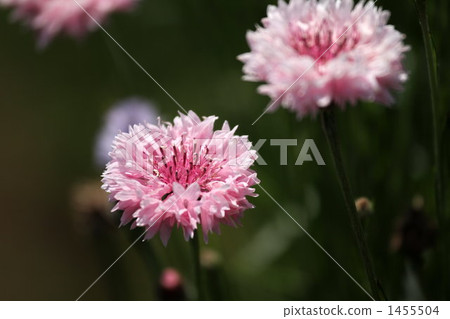 cornflower, knapweed, chrysanthemum 1455504