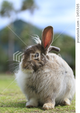 Rabbit  1455505