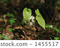 horny goat weed, bloom, blossom 1455517