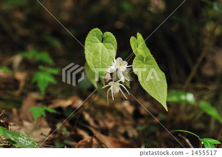 horny goat weed, bloom, blossom 1455517