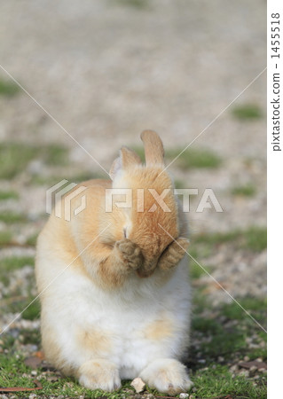 Little sister 1455518