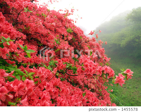 Mr. Tanaka - rainy day 1455578