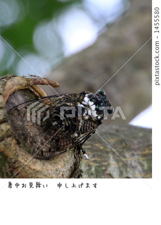 Hot Summertime 1455580