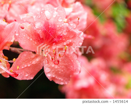 Azalea in the rain (up) 1455614