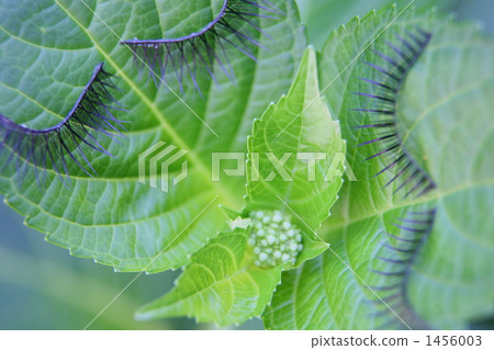 Hydrangea's couple and Baby Hydrangea's couple and Baby 1456003