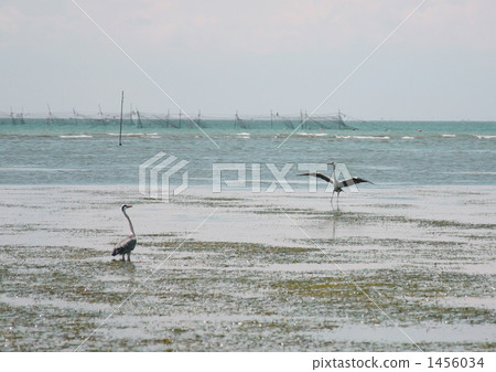 Daisy's dance 1456034