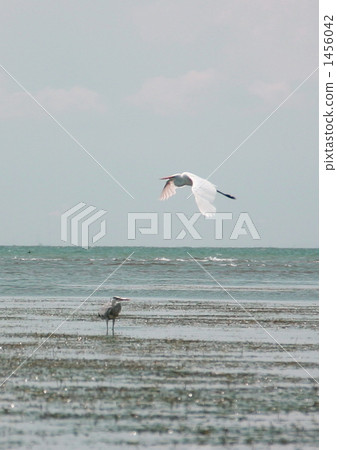 Daisy's dance 1456042