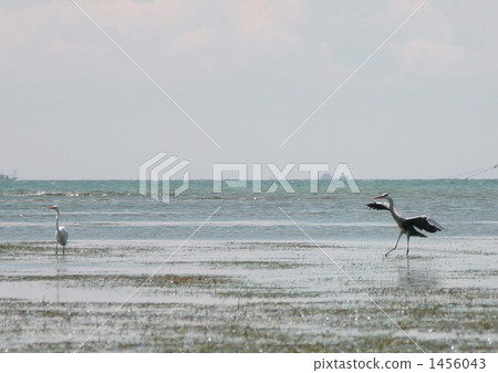 Daisy's dance 1456043