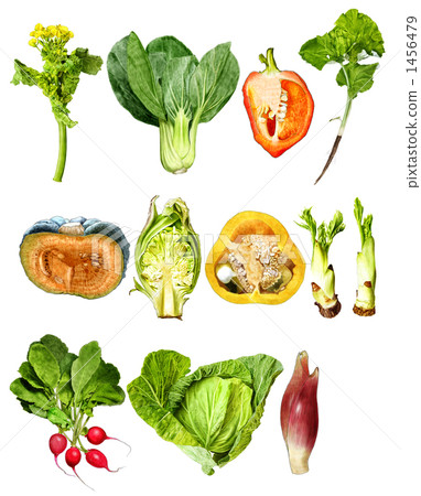 蔬菜 塊根農作物 蘿蔔 1456479