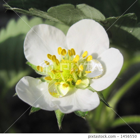 水滴 水滴 1456550