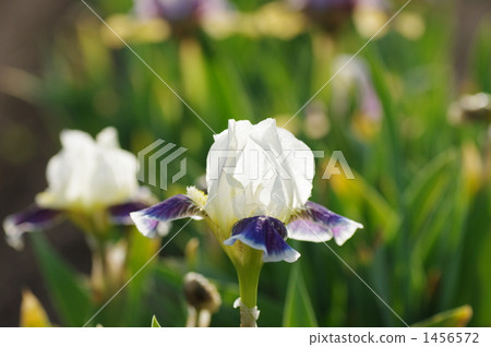 Iris 1456572