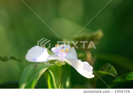 White flower glowing in sunlight through sunlight 1456726