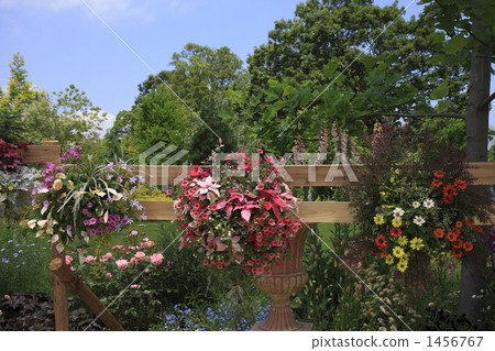 勿忘草 也是一種矮牽牛品種的名字 等節跳屬 1456767