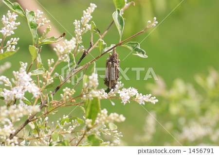 蓑蛾 分支 樹枝 1456791