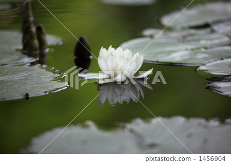 睡蓮（小石川後樂園） 1456904
