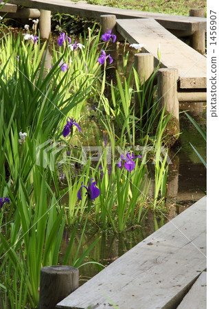 八幡市和沖繩巴塔（小石川後樂園） 1456907