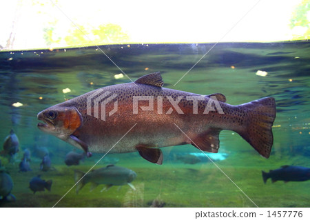 shinshu salmon, rainbow trout, freshwater fish 1457776