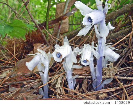 綠色蚱蜢 1458029