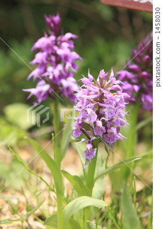 高山植物Hakusan Chidori 1458030