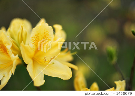 Great purple 1458079