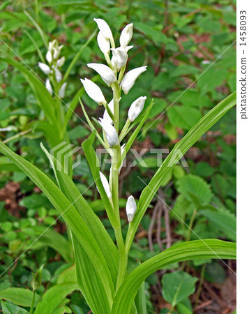 Ginran that flowers do not open at all though it is a run 1458093