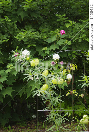 Fusen towata和Kohaku Furong Fusen towata和Kohaku Furong 1458422