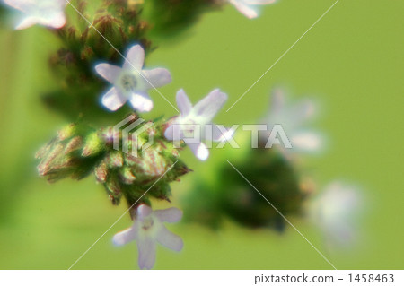 巴西馬鞭草 巴西馬鞭草 1458463