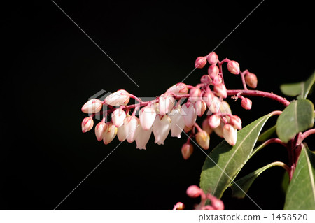 Azalea Azalea 1458520