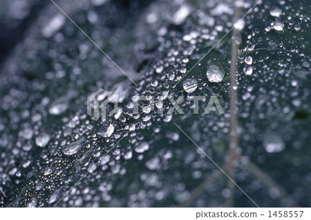 雨後 雨後 1458557