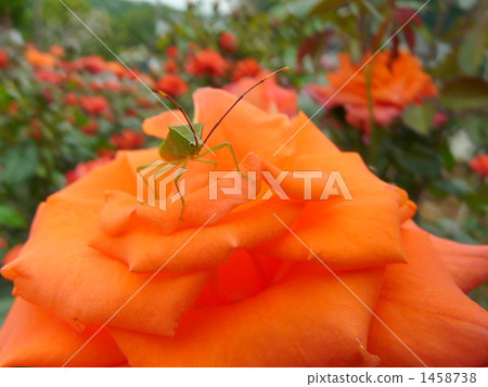 Bugs and roses Bugs and roses 1458738
