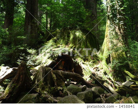 Yakushima Wilson shares 1458841