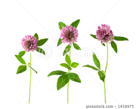 purple clover, trifolium pratense, Red Clover 1458975