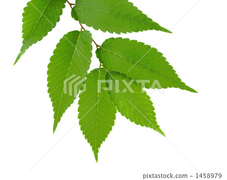 翠綠 鮮綠 嫩葉 1458979
