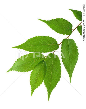 tender green, verdure, fresh young leafe 1458981