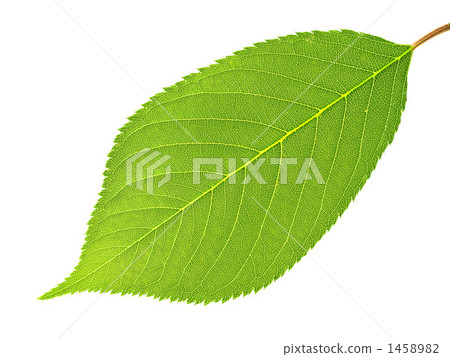 綠葉 嫩葉 翠綠 1458982