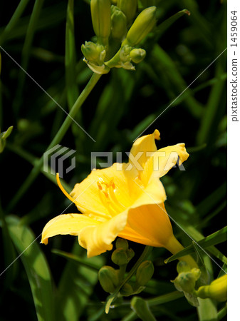 Hemerokarisu 1459064