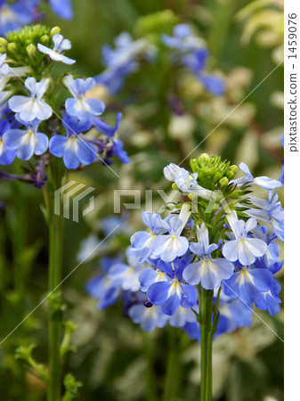 Lobelia·Valida 1459076