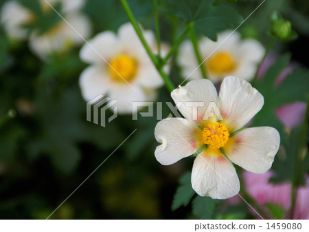 Marvastrum Marvastrum 1459080