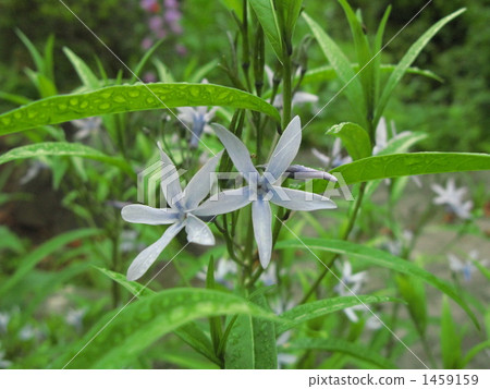 模板草(丁香)滅絕類型II(VU)指定植物 模板草(丁香)滅絕類型II(VU)指定植物 1459159