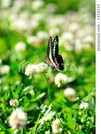 White flower and white-tailed butterfly butterfly 1459333