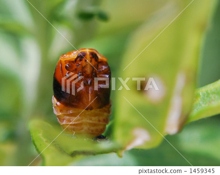 女士甲蟲的Pupation 1459345