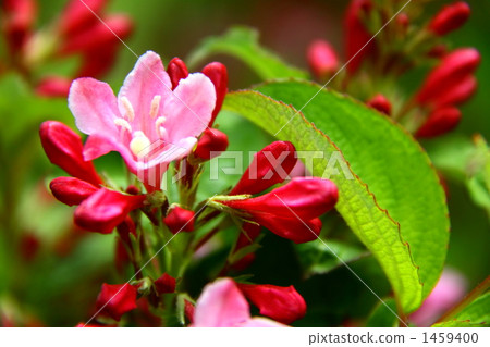 weigela hortensis, caprifoliaceae, honeysuckle family 1459400