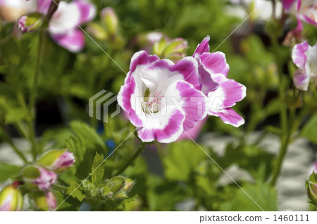 Pelargonium Pelargonium 1460111