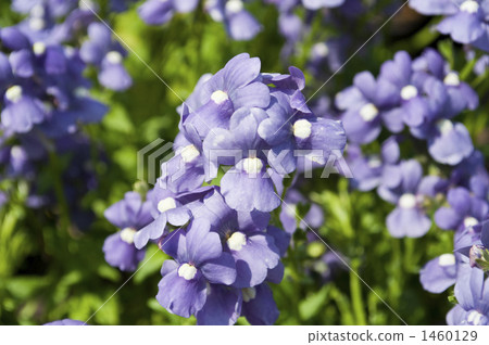 Netherwood Nemesia 1460129