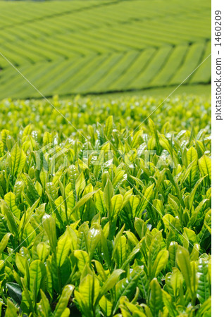 Tea plantation 1460209